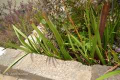 Pandanus amaryllifolius